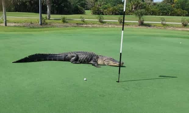 Glacier Golf Outing - Spectator on the Green